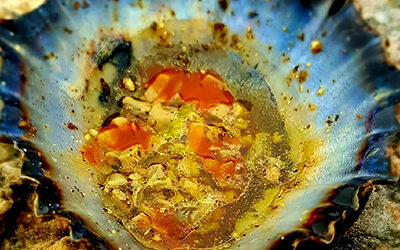 Limpet Ceviche